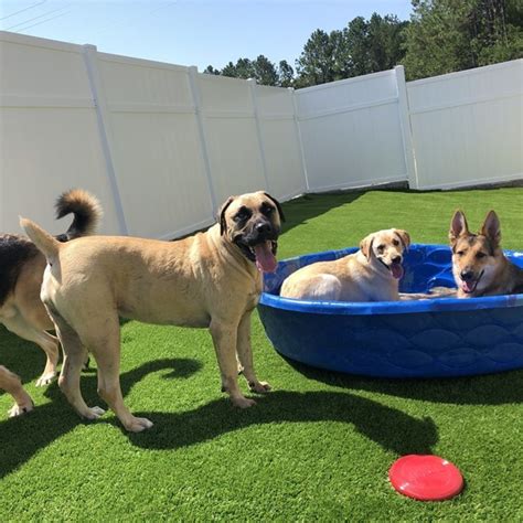 pawville jacksonville nc|Jax Dog Daycare